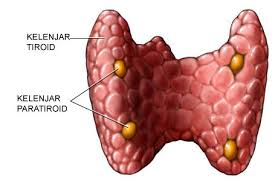 obat tradisional kelenjar tiroid